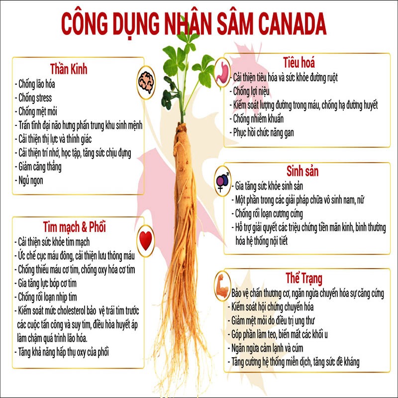 công dụng của bột nhân sâm canada cnd ginseng