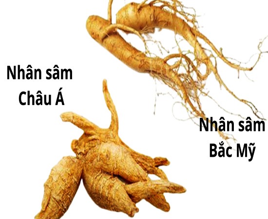 sự khác nhau giữa sâm canada và sâm châu á