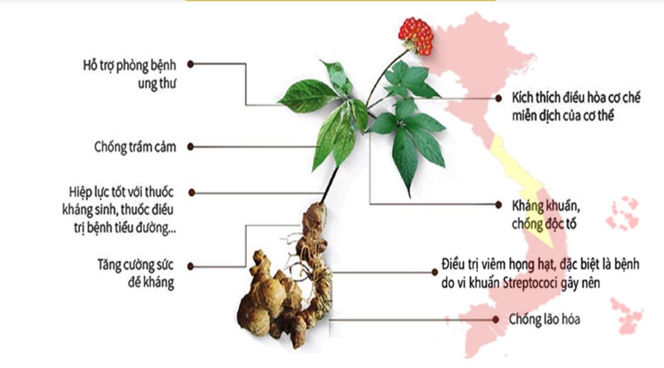công dụng của sâm ngọc linh