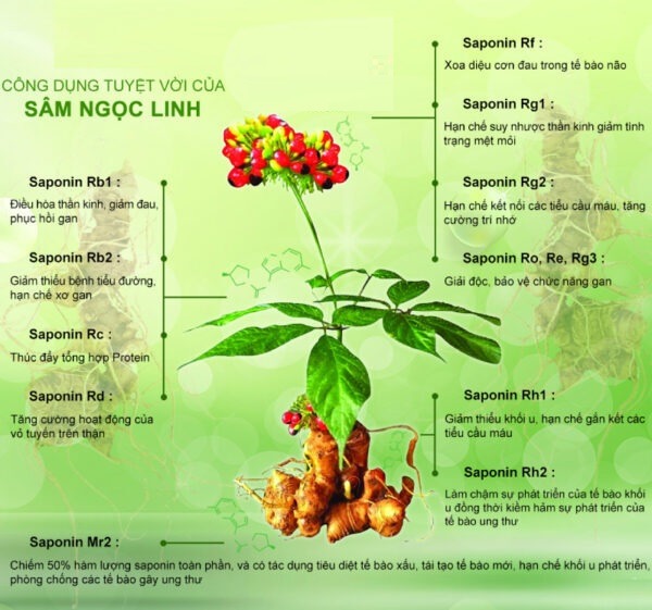 Sâm ngọc linh có tác dụng gì đối với sức khỏe